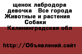 щенок лабродора девочка - Все города Животные и растения » Собаки   . Калининградская обл.